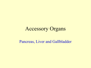 acessory organs of the digestive system