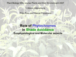 Involvement of Phytochromes in Shade Avoidance ecophysiological