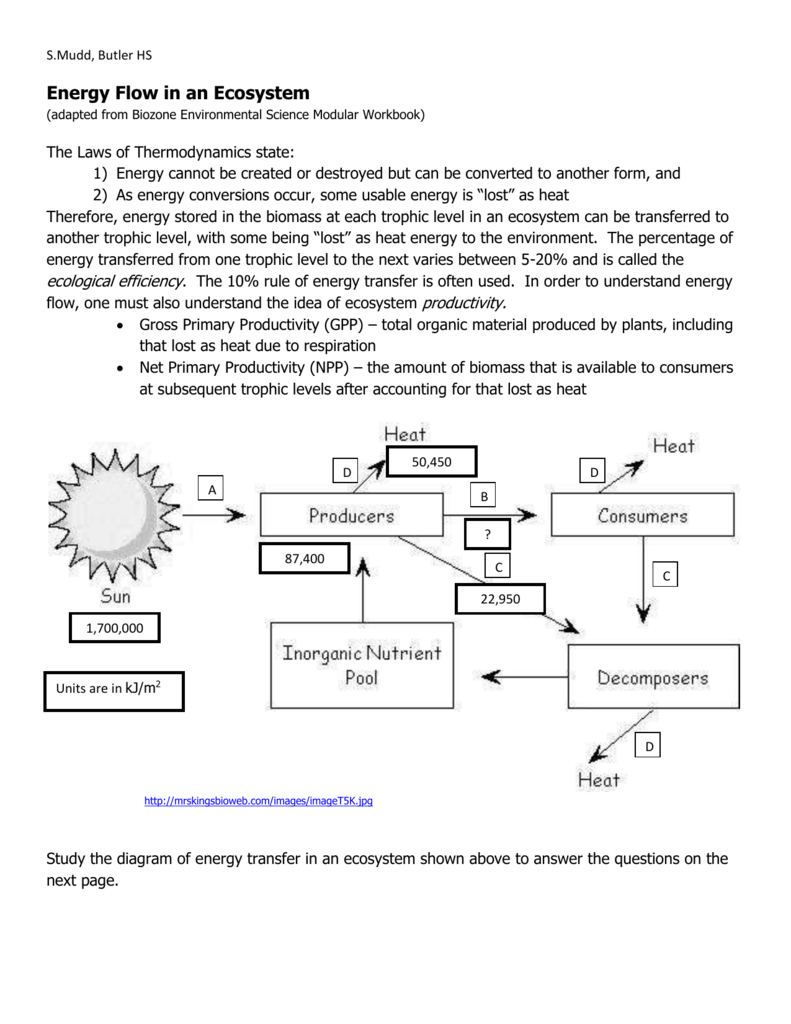 Energy Flow in an Ecosystem Regarding Energy Flow In Ecosystems Worksheet