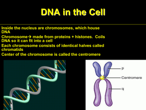 Cell Division Teacher Notes