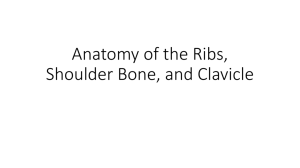 Anatomy of the Ribs, Shoulder Bone, and Clavicle