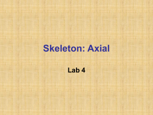 Skeleton: Axial