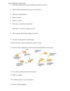 virus bacteria Chapter 19 Study guide