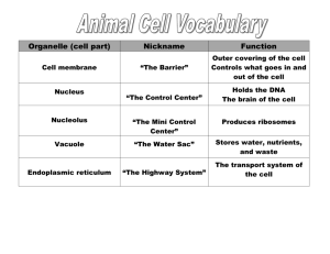 Functions of Animal Organelles