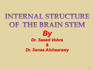 7-Internal_Structures_of_Brainstem-20132015-08