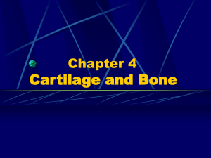 Chapter 4 Cartilage and Bone