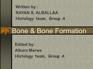 7-Bone & Bone Formation