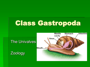 Class Gastropoda