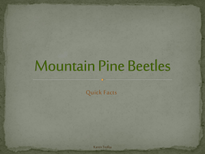 Mountain Pine Beetles