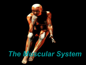Intro to Muscular System