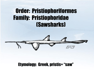 Order: Pristiophoriformes Family: Pristiophoridae (Sawsharks)