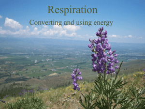 Respiration - Issaquah Connect