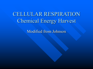 CELLULAR RESPIRATION Chemical Energy Harvest