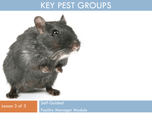 Key pest groups