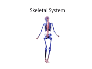 Skeletal Outline