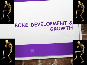 Long Bone Development