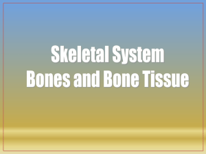CH 6 Bones and Bone Tissue