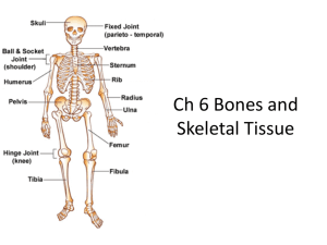 Ch 6 Bones and Skeletal Tissue