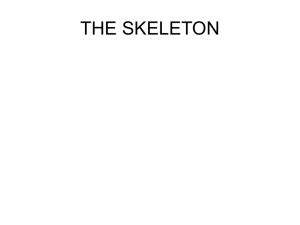 THE AXIAL SKELETON