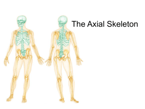 Lecture 7 - Axial Skeleton
