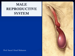 L1-Male Pelvic Organs