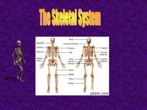 axial skeleton - Grosse Pointe Public School System