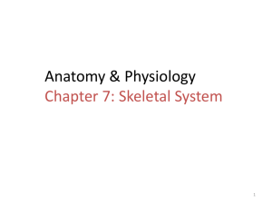 Anatomy & Physiology Chapter 7: Skeletal System