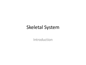 Skeletal System - Warren County Schools