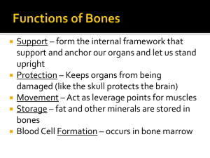 Bones Overview PowerPoint