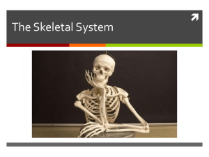 The Skeletal System - Doral Academy Preparatory