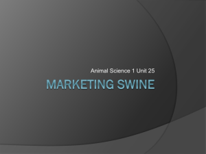 Marketing Swine