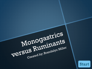 Monogastics Vs Ruminants PowerPoint