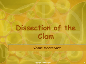 Clam Dissection - Biology Junction