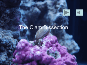 The Clam Dissection
