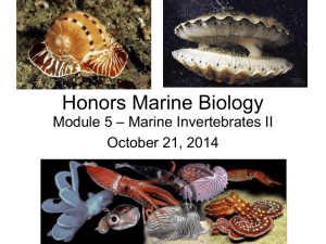 Honors Marine Biology Module 5 Bivalves Clam and Squid dissection