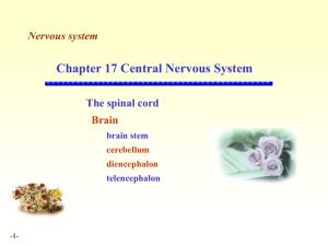 小脑Cerebellum