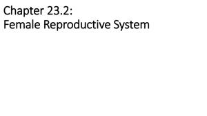 Chapter 23.2: Female Reproductive System