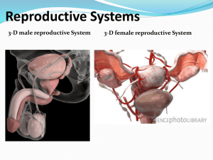 Reproductive Systems - IBDPBiology-Dnl