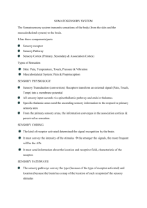 Somatosensory System The Somatosensory system transmits