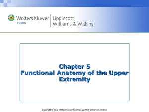 Chapter 5 Functional Anatomy of the Upper Extremity