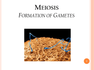 Meiosis I Meiosis II