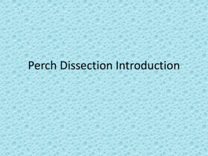 Perch Dissection Introduction