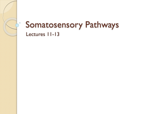 Somatosensory Pathways - 34-602-Neuroanatomy-SP15