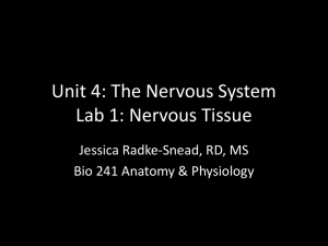 Unit 4: The Nervous System Lab 1: Nervous Tissue