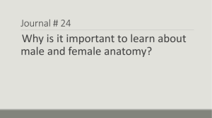 Male and Female Anatomy growth and development