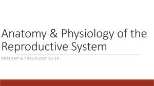 Anatomy & Physiology of the Reproductive System