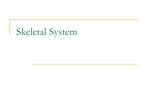 Skeletal System presentation