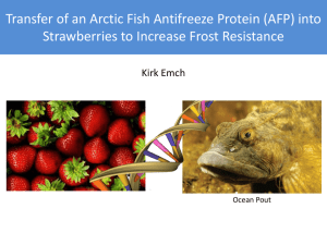Transfer of an Arctic Fish Antifreeze Protein (AFP) into
