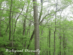 Biodiversity Theory 1