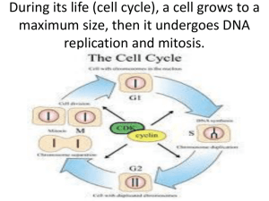 Mitosis and meiosis lesson chapter 10